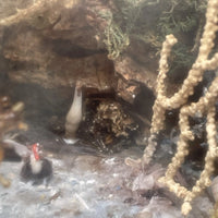 Diorama Verre filé Nevers 19è XIXè Art populaire Paysage Animaux Curiosité Rare