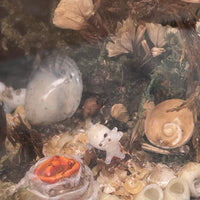 Diorama Verre filé Nevers 19è XIXè Art populaire Paysage Animaux Curiosité Rare